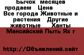 Бычок 6месяцев продаем › Цена ­ 20 000 - Все города Животные и растения » Другие животные   . Ханты-Мансийский,Пыть-Ях г.